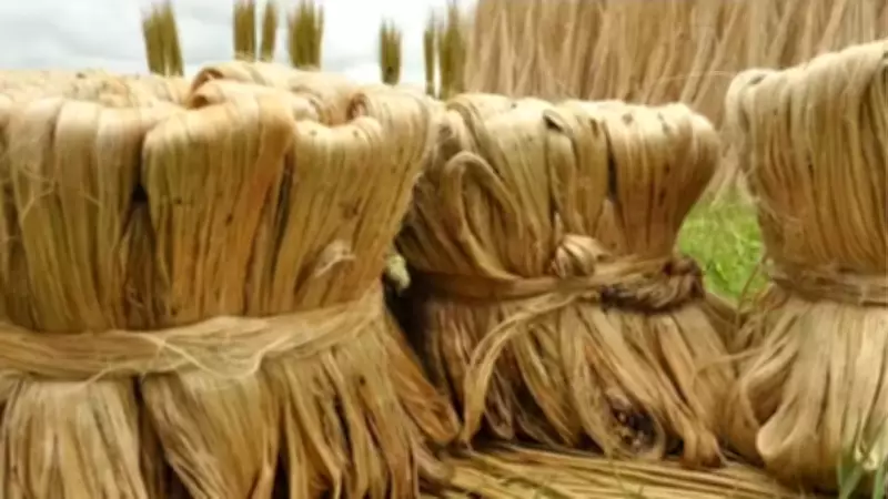 Cabinet Approves Higher Jute MSP for 2026-27, Boosting Farmer Returns