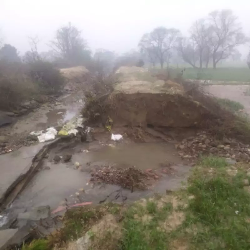 Canal Breach Near Talwara Village Causes Extensive Wheat Crop Damage in Jalandhar