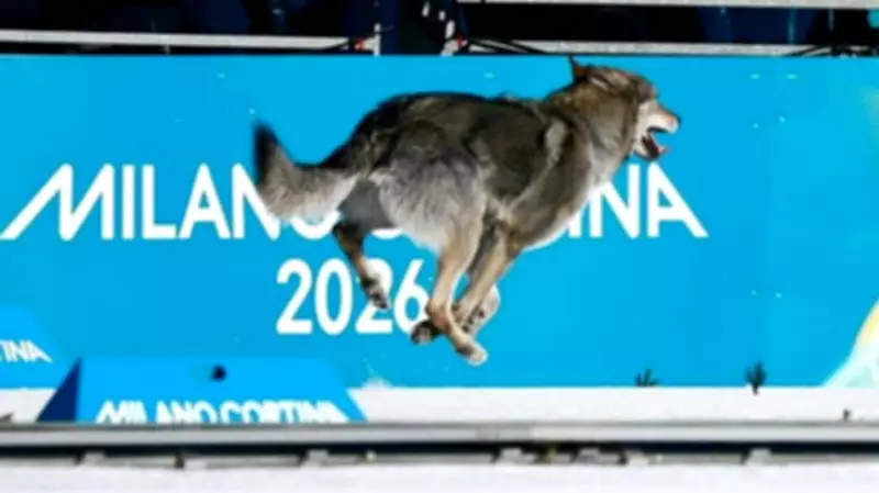 Canine Crashes Winter Olympics Sprint, Steals Spotlight at Finish Line