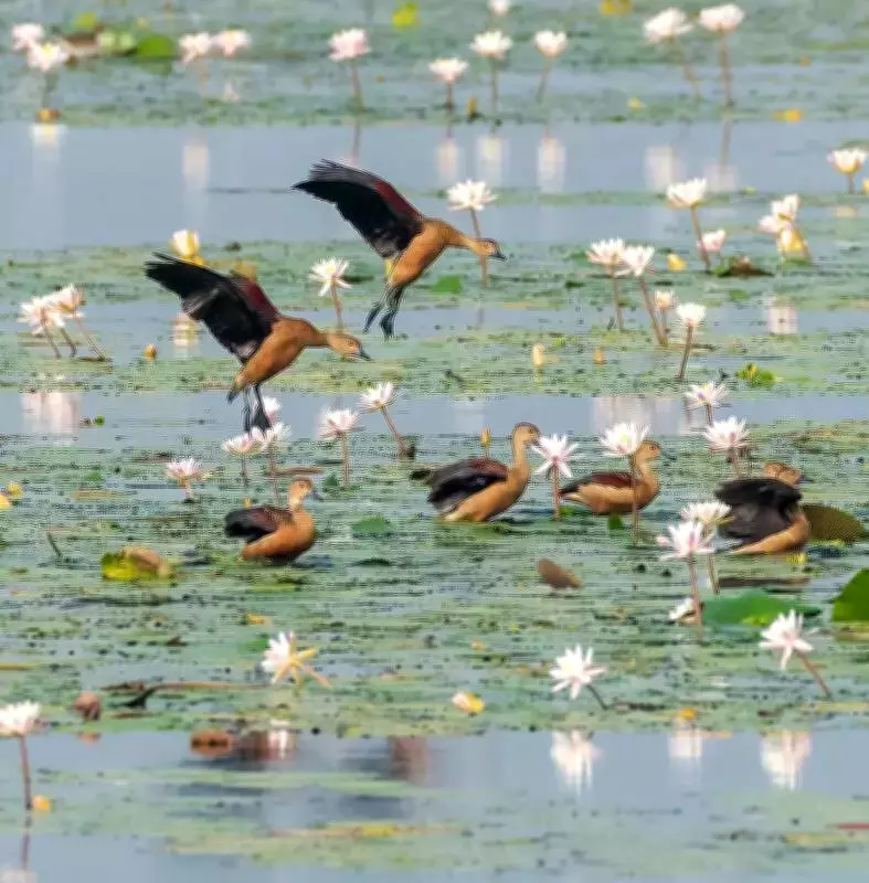 Cattle Egret Numbers Plummet in Latest Tamiraparani Waterbird Count