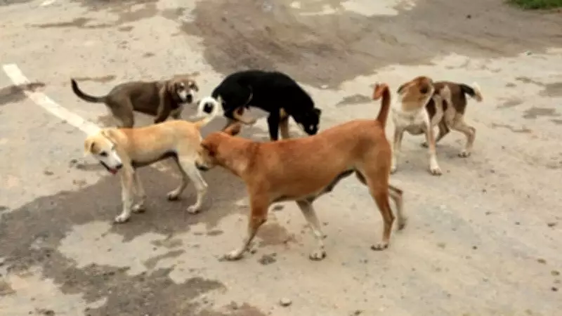 Chandigarh MC House to Discuss Rs 18.42 Crore Dog Pound and Parking Reforms
