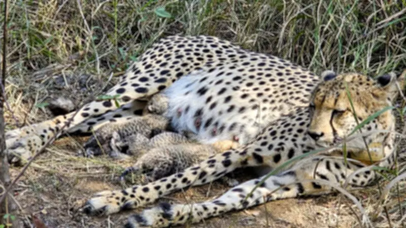 Cheetah Gamini Welcomes Fourth Cub at Kuno, Boosting Population to 39
