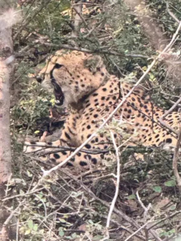 Cheetah KP-2 Crosses into Rajasthan Again, Sparks Inter-State Coordination Debate
