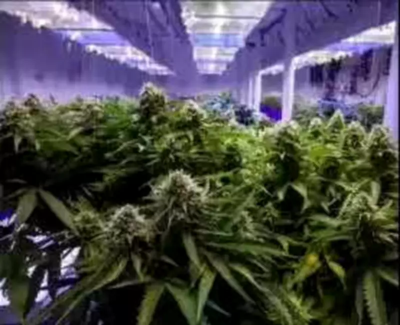 Chennai Airport Customs Seizes 3 Crore Hydroponic Ganja Hidden in Photo Booth