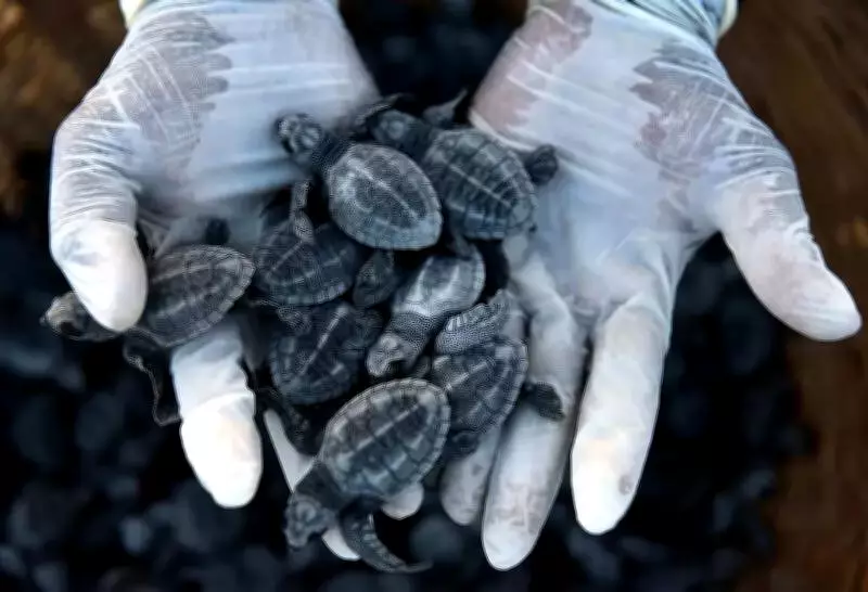 Chennai Releases 46 Olive Ridley Hatchlings, Conservation Efforts Show Promising Results