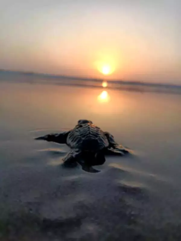 Chennai Sees Record Olive Ridley Turtle Nesting with Over 2,000 Eggs Collected