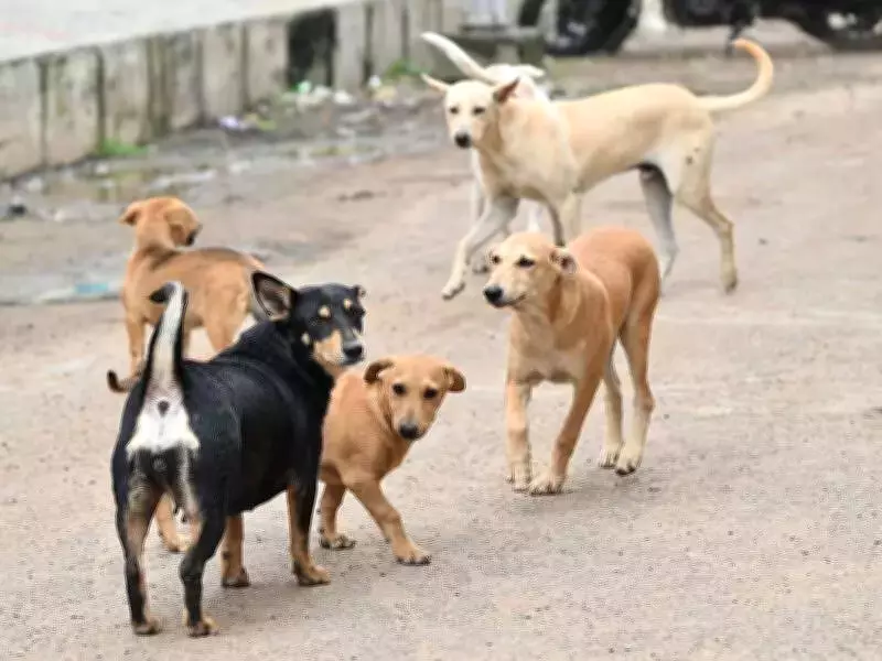 Chennai Stray Dog Relocation Stalls as Shelters Reach Capacity, Court Deadline Missed