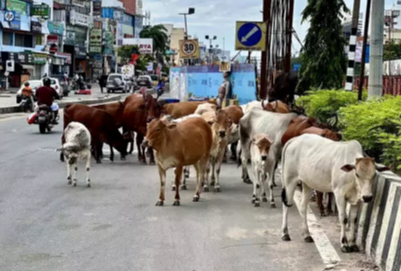 Chennai's Cattle Microchipping Drive Stalls at 2% Compliance, GCC Intensifies Enforcement