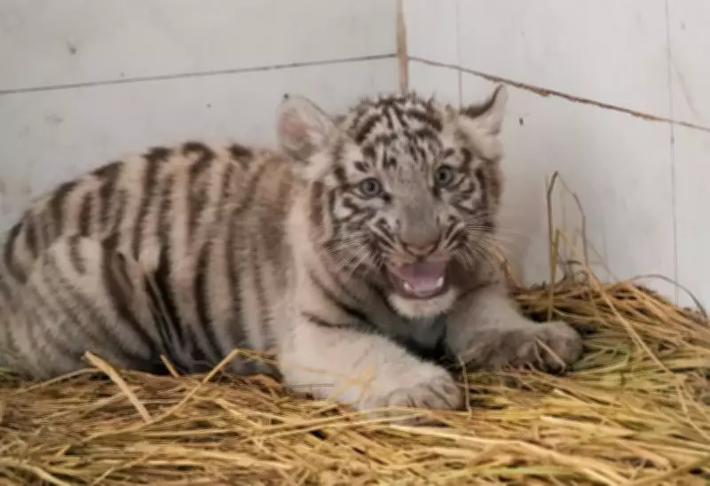 Chhatbir Zoo Welcomes Three New Lion Cubs, Named Garima, Gunjan, and Ghazal