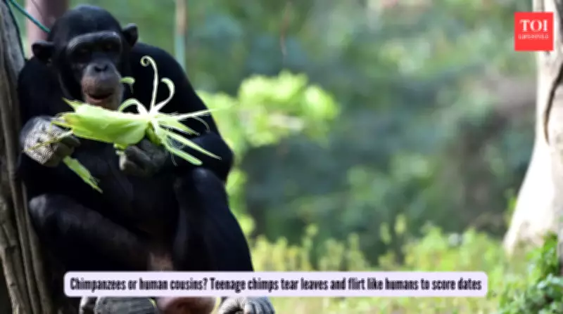 Chimpanzees Flirt by Tearing Leaves, Mirroring Human Teen Awkwardness