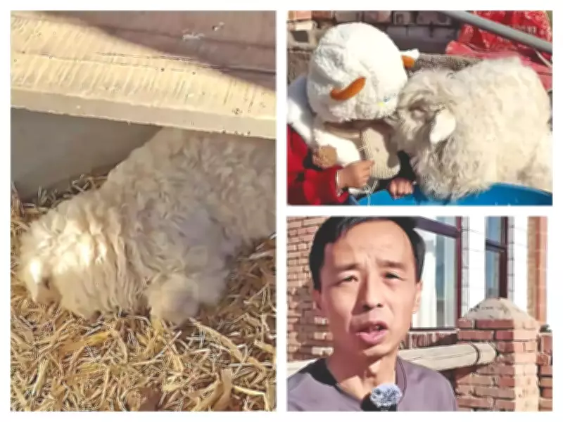 Chinese Lamb's Dramatic 'Playing Dead' Act Captivates Internet, Sparks Lucrative Offers