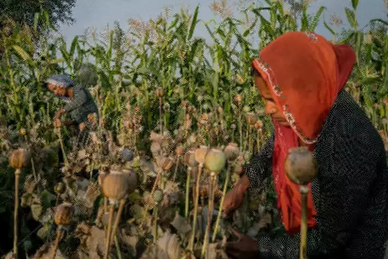 Chittorgarh Police Bust Major Opium Farm, Seize 540 kg of Illicit Plants