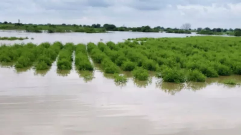 Climate Shocks Devastate Karnataka Farms, Insurance Claims Skyrocket