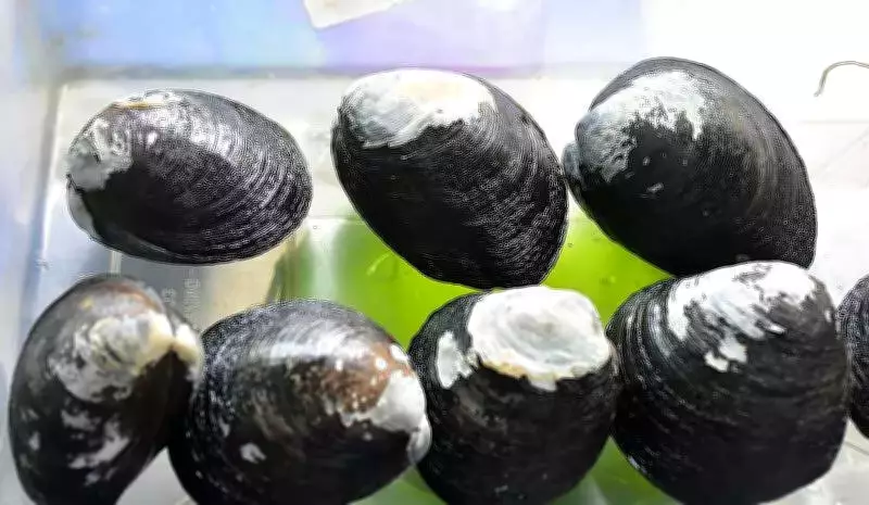 CMFRI Achieves Breakthrough in Mangrove Clam Breeding for Conservation