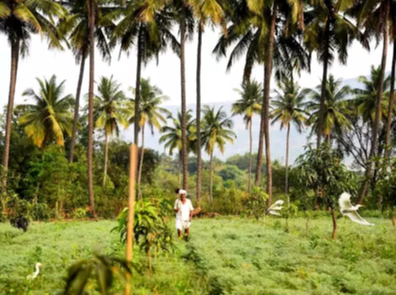 Coconut Crisis in Karnataka: Old Palms, High Costs Threaten Rising Demand