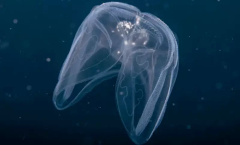 Colombian Comb Jellies Study Sheds Light on Ancient Nervous System Evolution