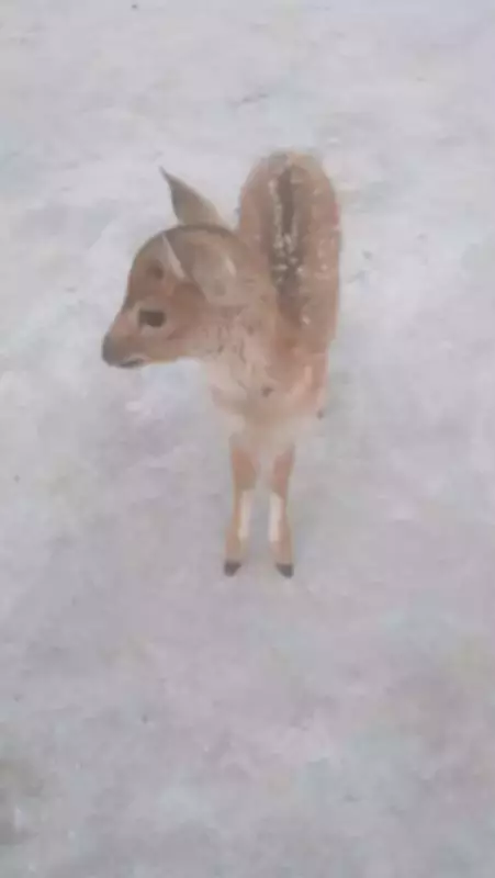 Conservationists Hand-Rear Chital Fawn in UP's Kishenpur Sanctuary