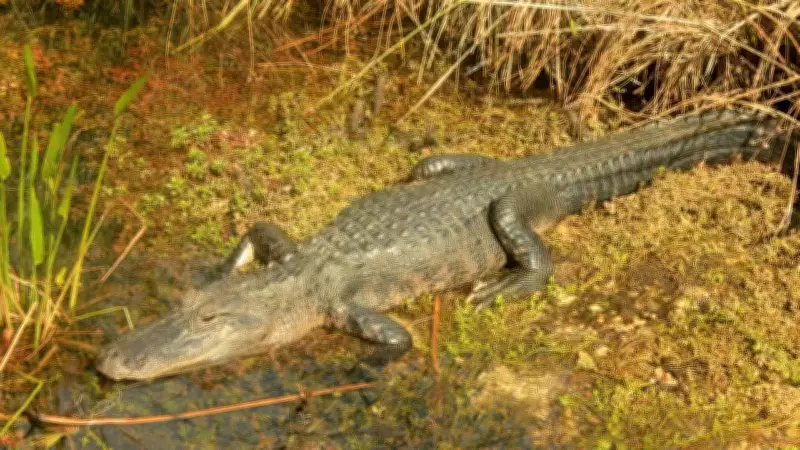 Crocodiles' Clever Hunting Trick: Using Sticks as Bait to Lure Birds