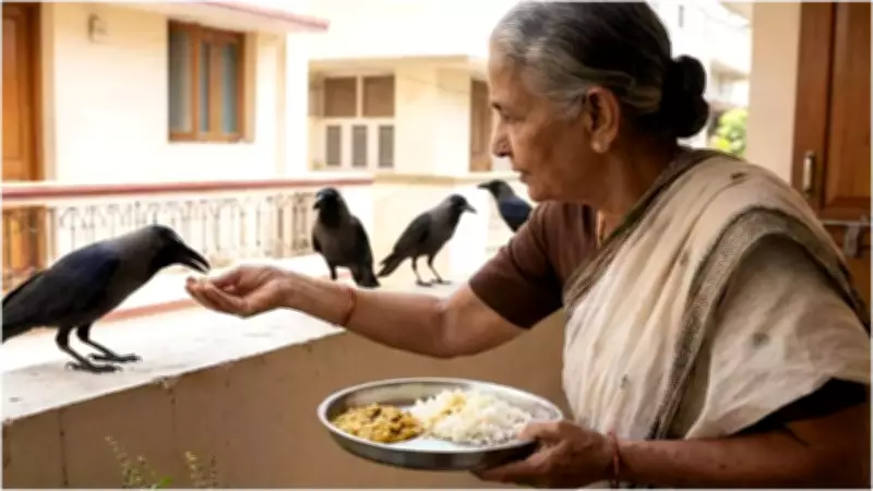 Daily Crow Feeding in India: Spiritual Meaning and Astrological Benefits