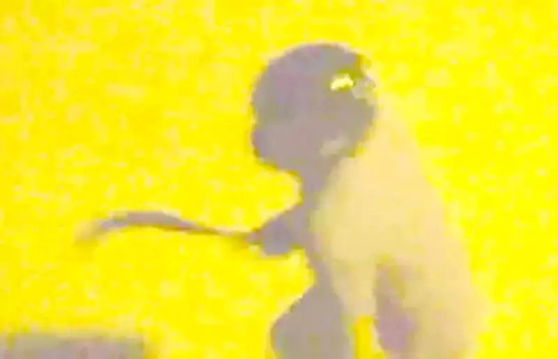 Dancer Critically Injured in Machete Attack by Ex-Partner in Maharashtra