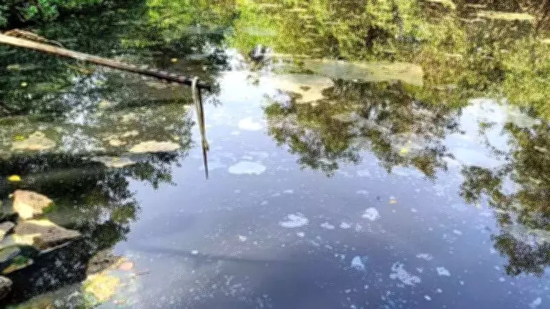 Dead Fish in River Phalguni Sparks Pollution Outcry in Mangaluru