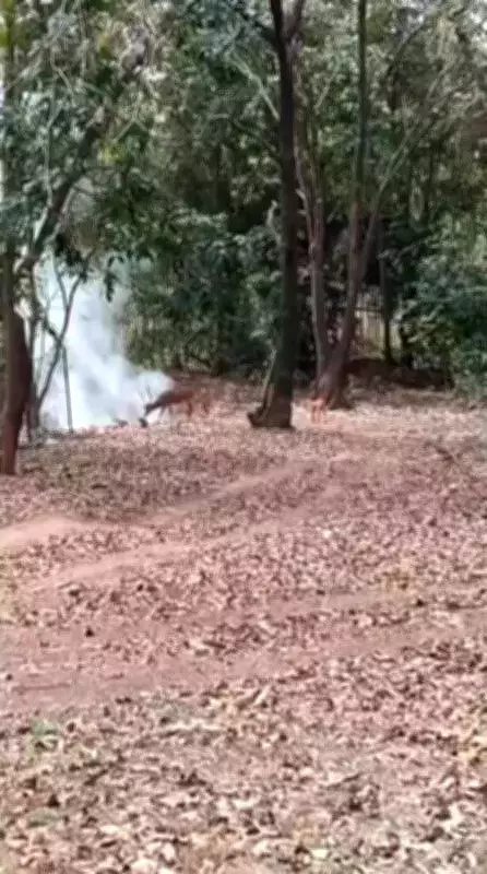 Deer Scavenging Plastic at Kabini Sparks Alarm Over Bhadra Tiger Reserve Waste Crisis