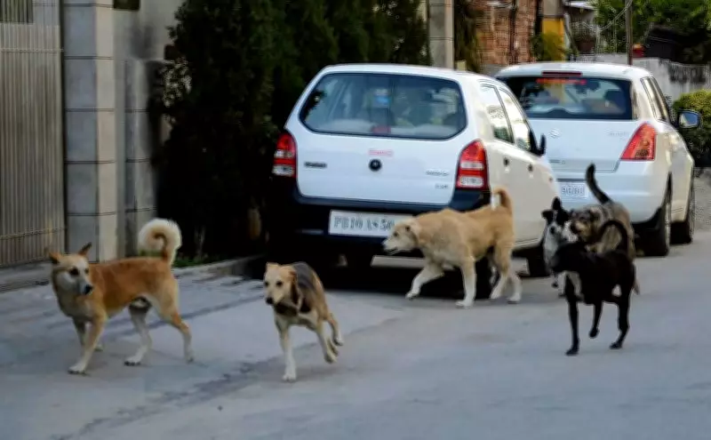 Delhi MCD Allocates Rs 10 Crore for Stray Dog Management and Welfare