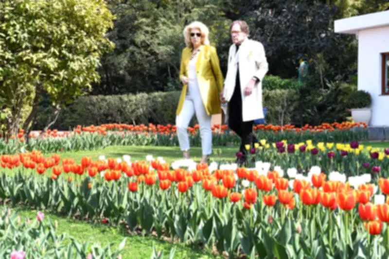 Delhi's Tulip Festival Blooms Today, Ushering in the Spring Season