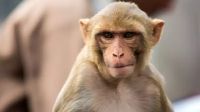 Dharwad Residents Capture Troubling Monkey, Hand Over to Forest Officials