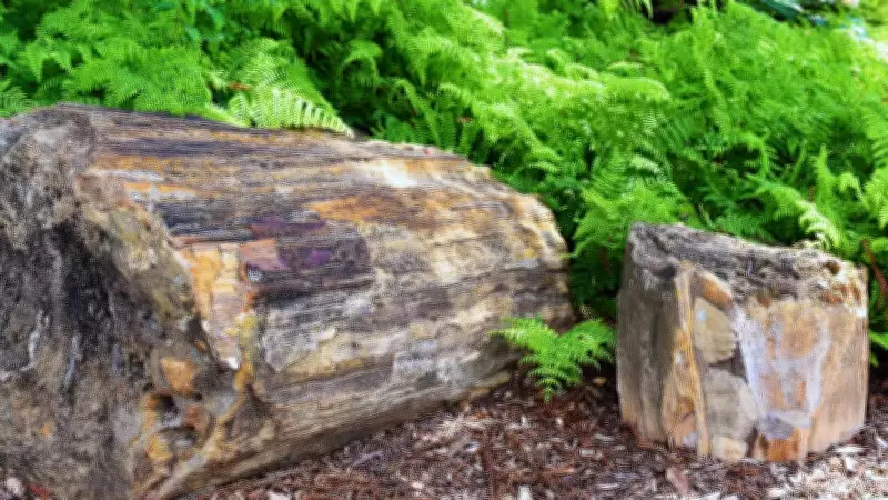 Discovering Ghughwa Fossil National Park: A Journey Through 65 Million Years