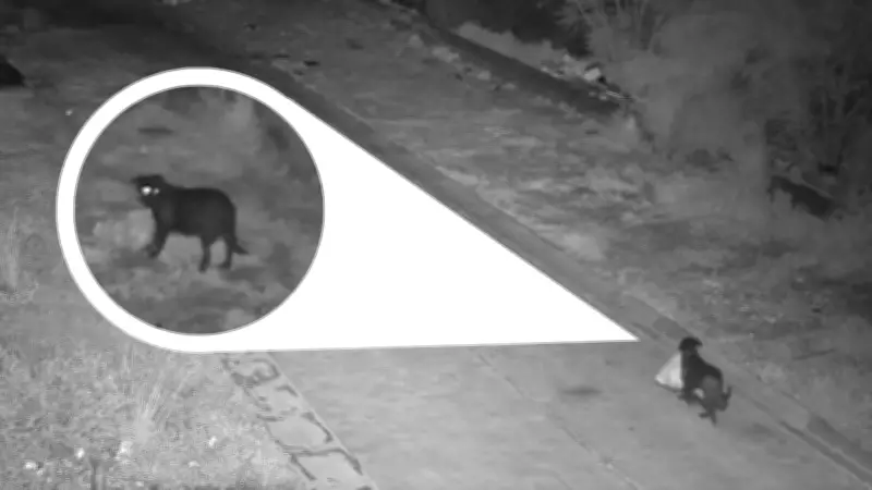 Dog Trained to Dump Trash in Sicily: Owner Fined for Exploiting Pet's Loyalty