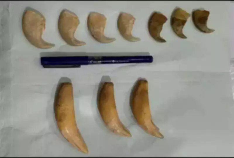 DRI Hyderabad Seizes Tiger Nails and Teeth in Railway Station Wildlife Bust
