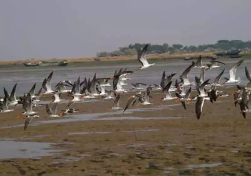 Early Bird Departure: Heatwave Sends Migratory Birds Packing from Bhitarkanika