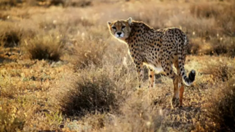 Eight African Cheetahs to Arrive at Kuno National Park in Madhya Pradesh