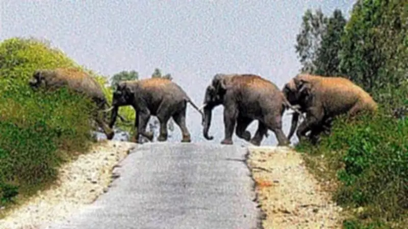 Elephant Attack in Karnataka: 50-Year-Old Labourer Killed in Chikkamagaluru