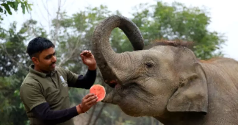 Elephant Banis: A Global Symbol of Conservation and Human-Wildlife Harmony