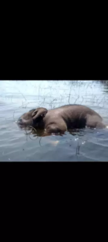 Elephant Calf Found Dead in Odisha's Rengali Reservoir, Suspected Drowning