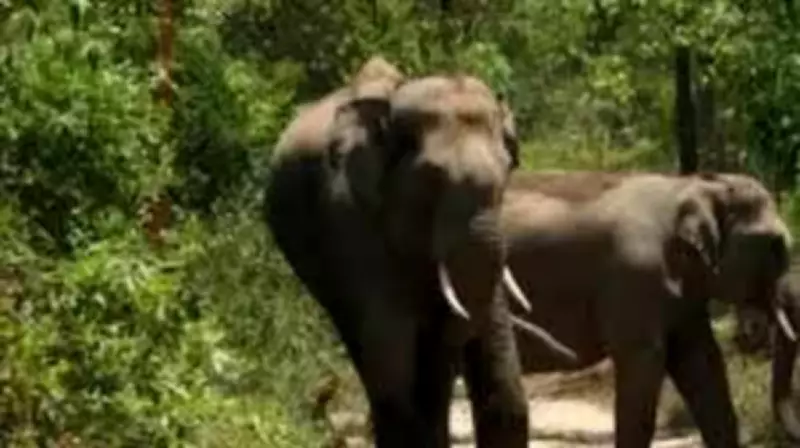 Elephant Herd Kills Three Elderly Family Members in Bokaro Village Attack