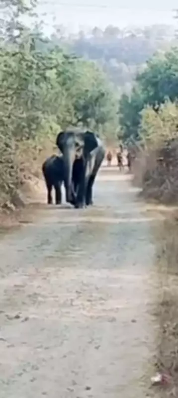 Elephant Herd Triggers Campus Lockdown at NIT Rourkela, Forest Teams Intervene