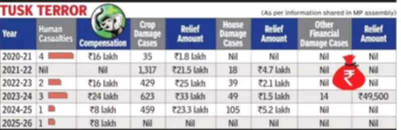 Elephant Herds from Chhattisgarh Kill 11 in MP, Damage 210 Houses Over Six Years