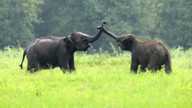 Elephants' Feet: The Secret Sensory Powerhouse Beyond Ears