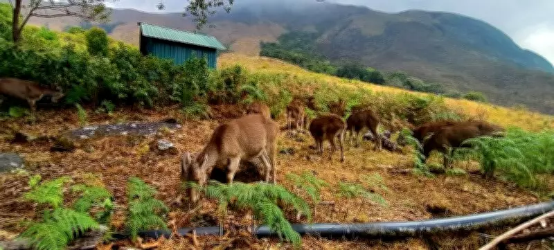 Eravikulam National Park at 50: The Birthplace of India's Conservation Ethic