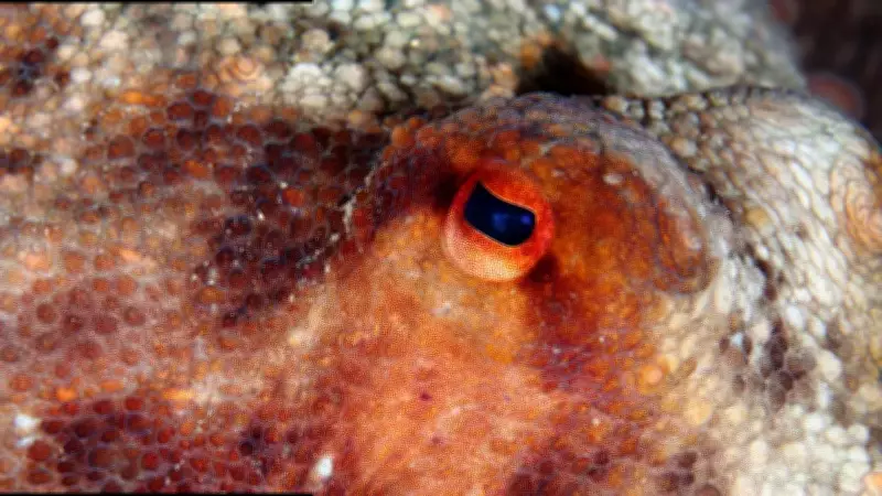 Evolution's Unending Journey: How Life Adapts and Who Might Succeed Humans