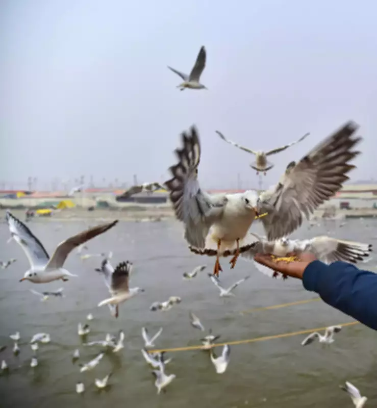 Falcated Duck Spotted for First Time at Telaiya Dam in Koderma Bird Census