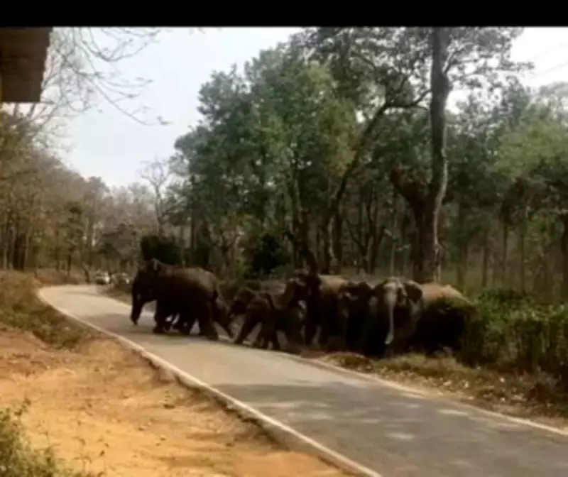 Farmer Killed in Elephant Attack in Karnataka, Foresters Drive Back Herds