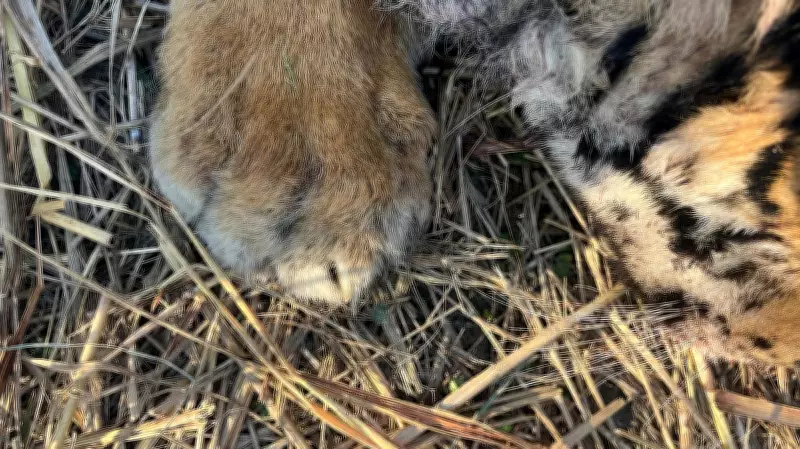 Farmers Among Seven Arrested for Electrocution of Two Tigers in MP's Shahdol