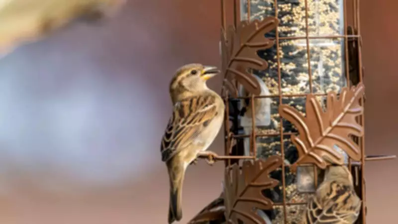 Feeding Sparrows: Vedic Astrology Reveals Karmic Debt Reduction Benefits