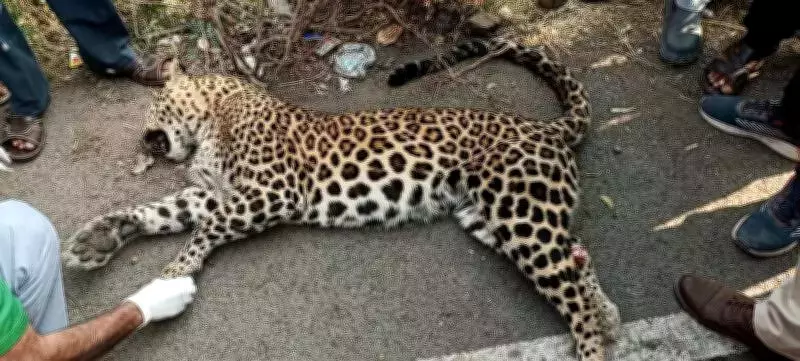 Female Leopard Killed in Akola Road Accident, Forest Officials Investigate