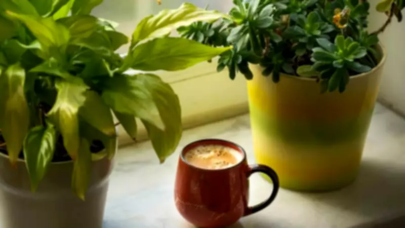 Feng Shui Wealth Plants: Money Tree, Jade & More for Home Prosperity