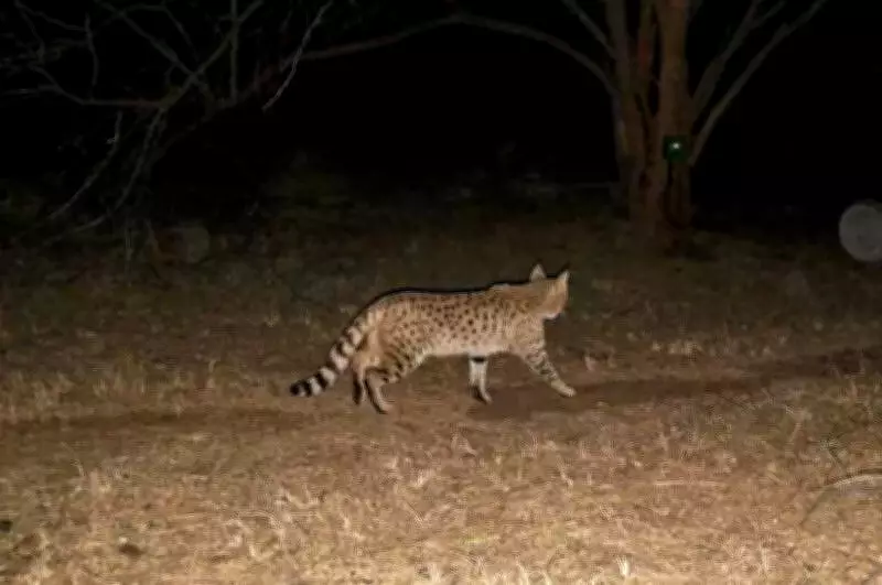 First-Ever Asiatic Wildcat Sighting in Gurgaon's Mangar Forest Captured on Camera
